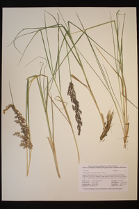 Calamagrostis canadensis image